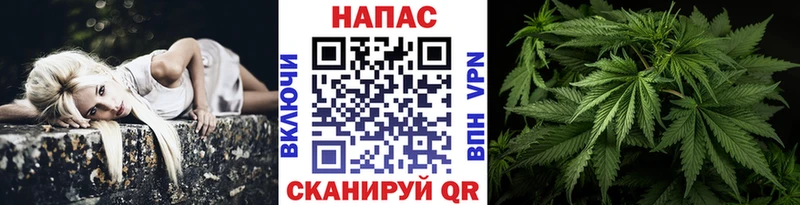 Канабис гибрид  Олонец 